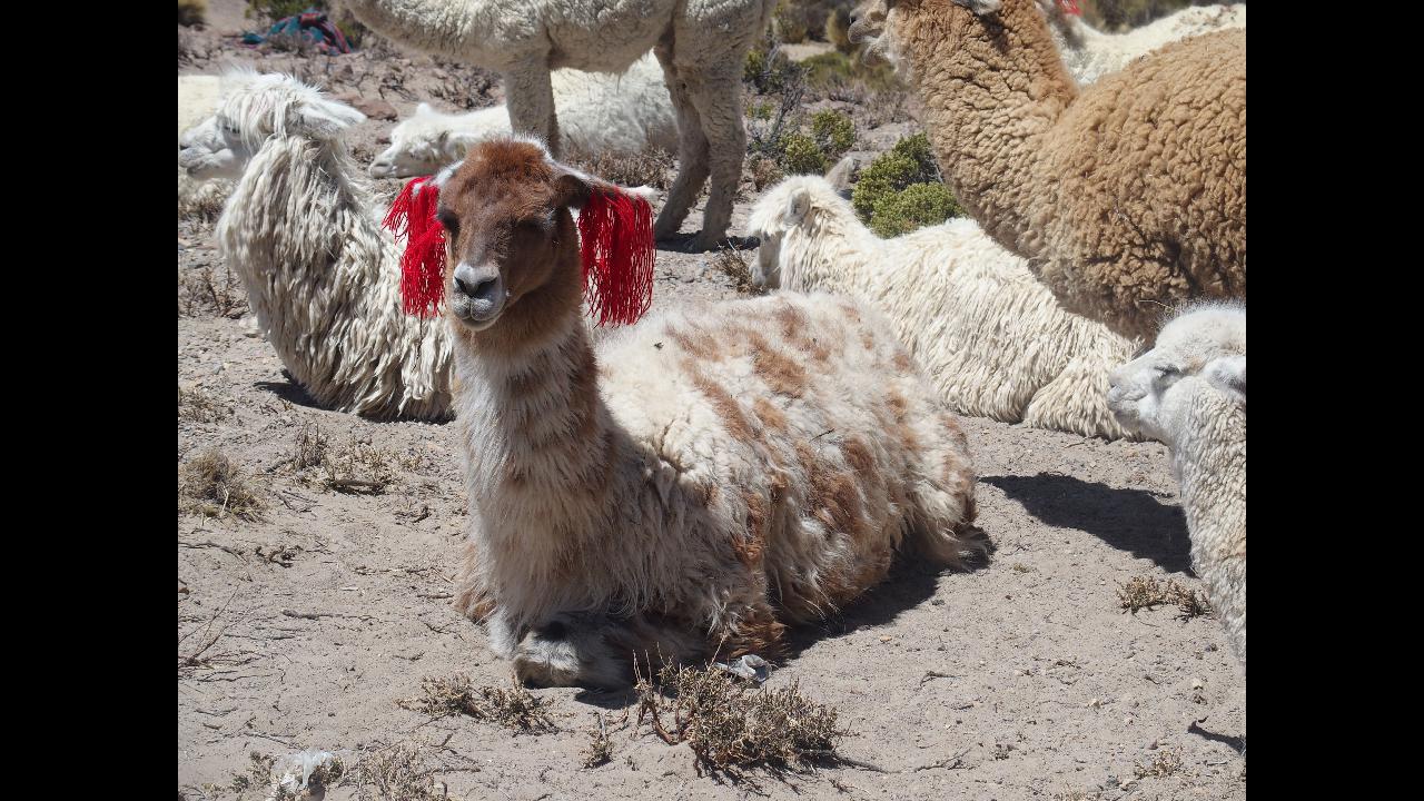camelides